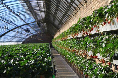 indoor growing systems